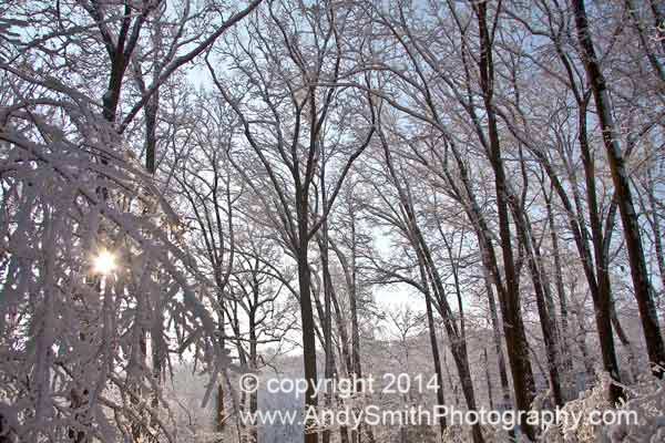 Winter at Jenkins Arboretum